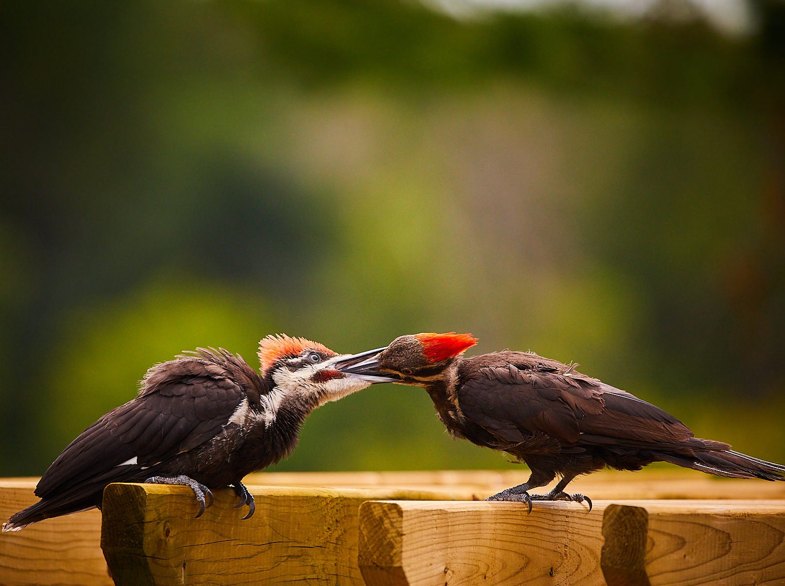 Adult pileated woodpecker feeding a fledgling on a wooden railing