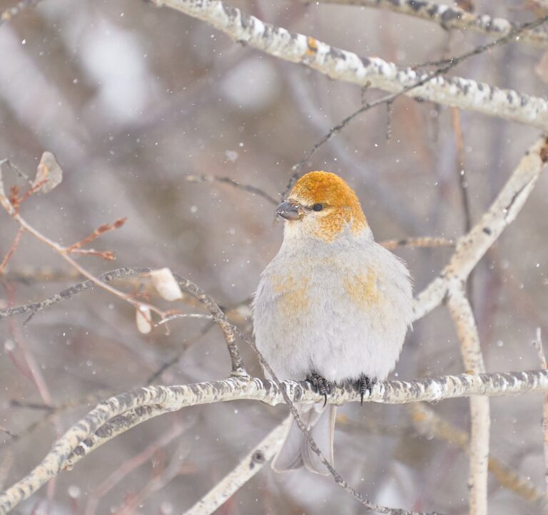 Female pine grosbeak with an orange-gold head perched on a snowy aspen branch, Manitoba