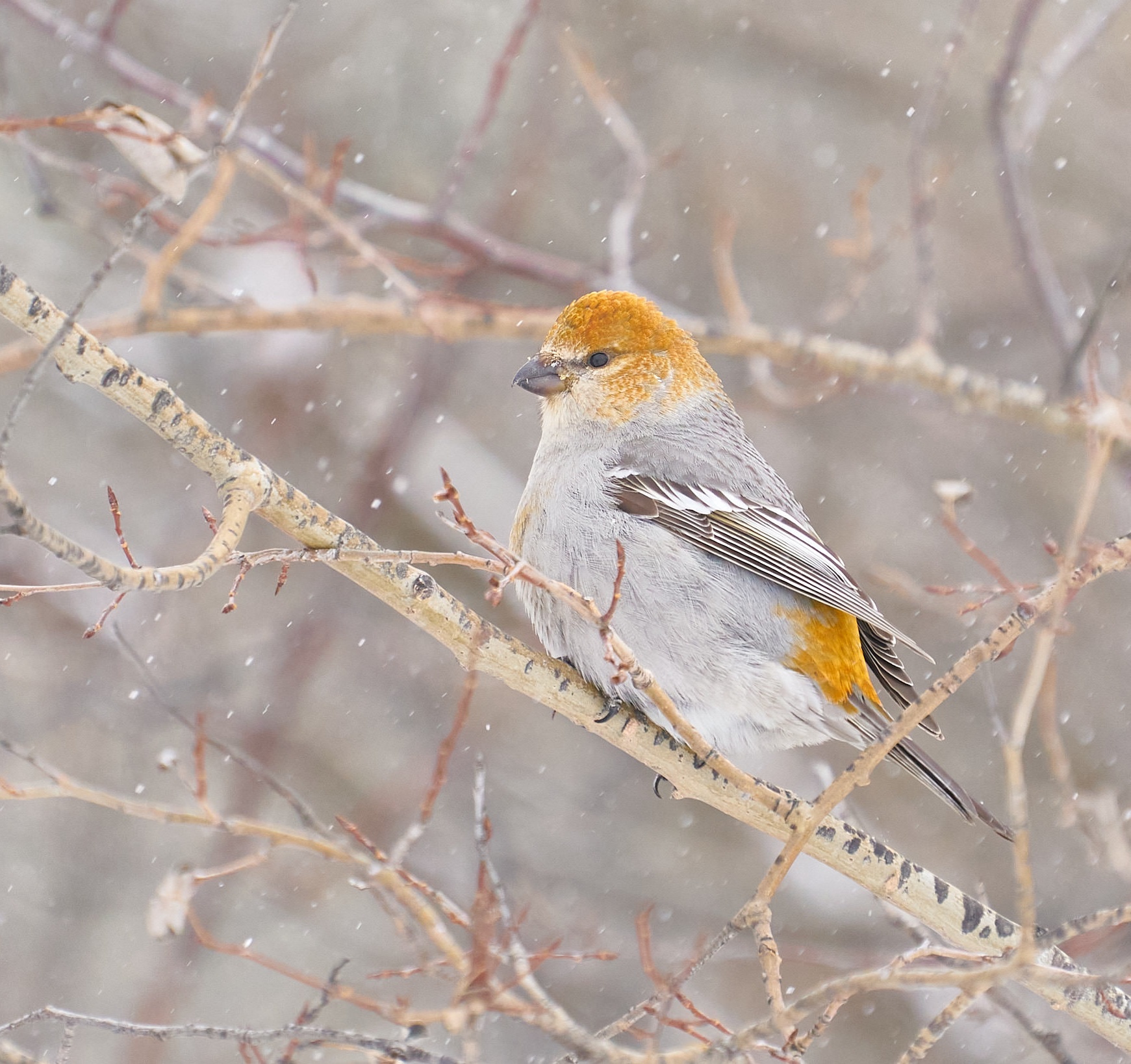 Female pine grosbeak in profile showing white wing bars and an orange rump in falling snow, Manitoba
