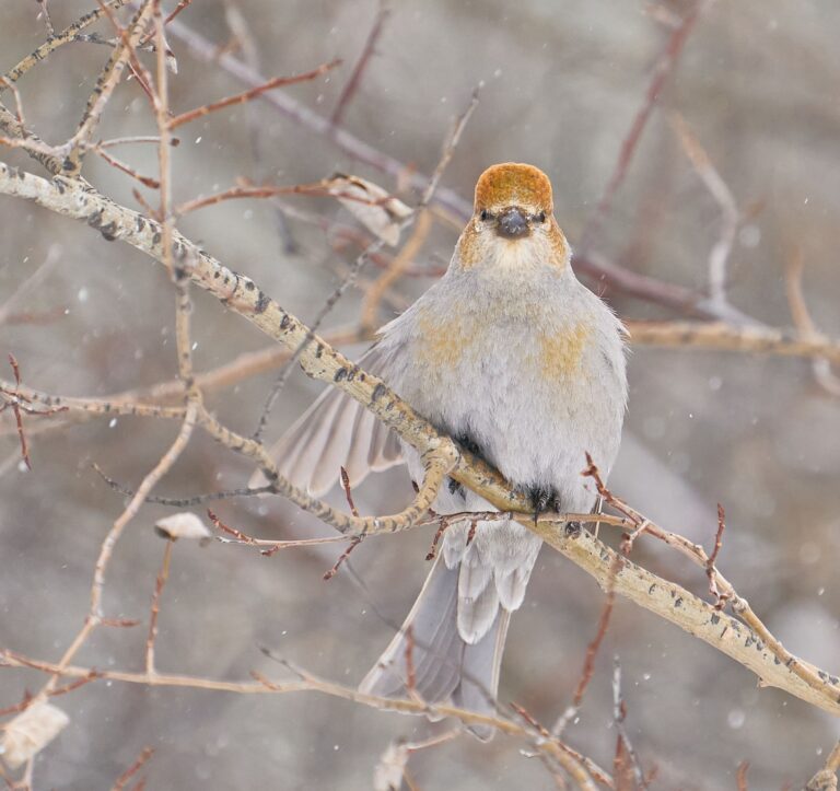 Female pine grosbeak facing the camera on an aspen branch with its tail fanned, Manitoba