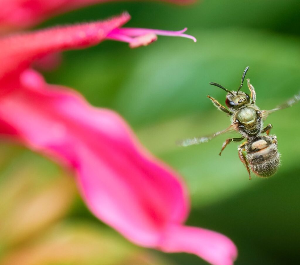 Tiny green bee in flight beside a pink flower