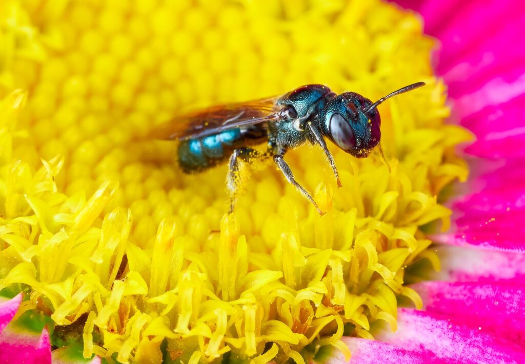Metallic blue bee on a yellow and pink daisy