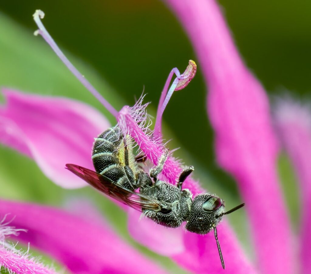 Dark bee clinging to the petal of a pink flower