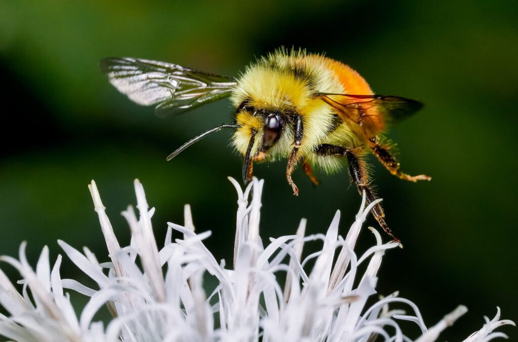 Bumblebee hovering over white flower heads