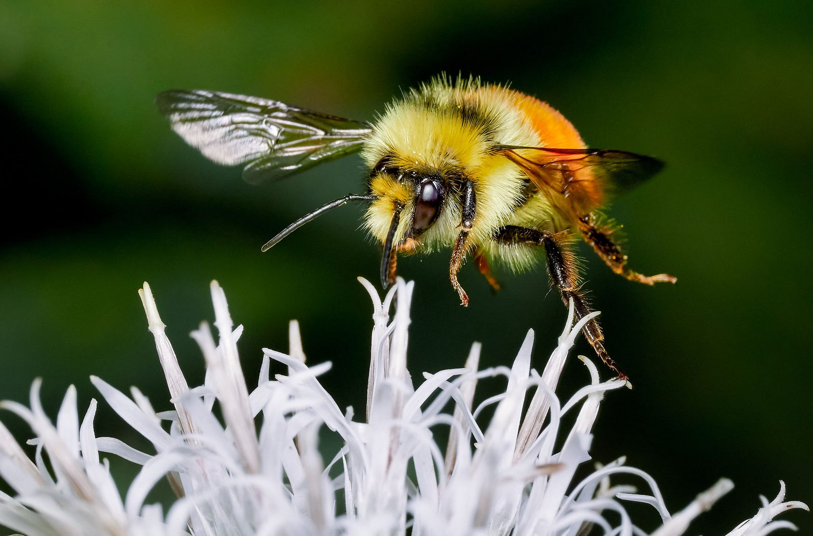 Bumblebee hovering over white flower heads