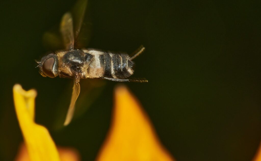 Fly hovering in front of yellow petals