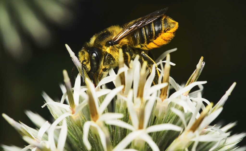 Leafcutter bee on a white globe thistle