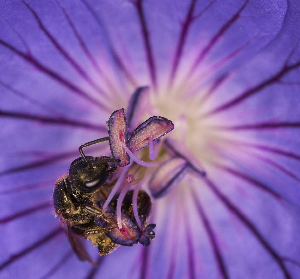 Small bee inside a purple geranium bloom
