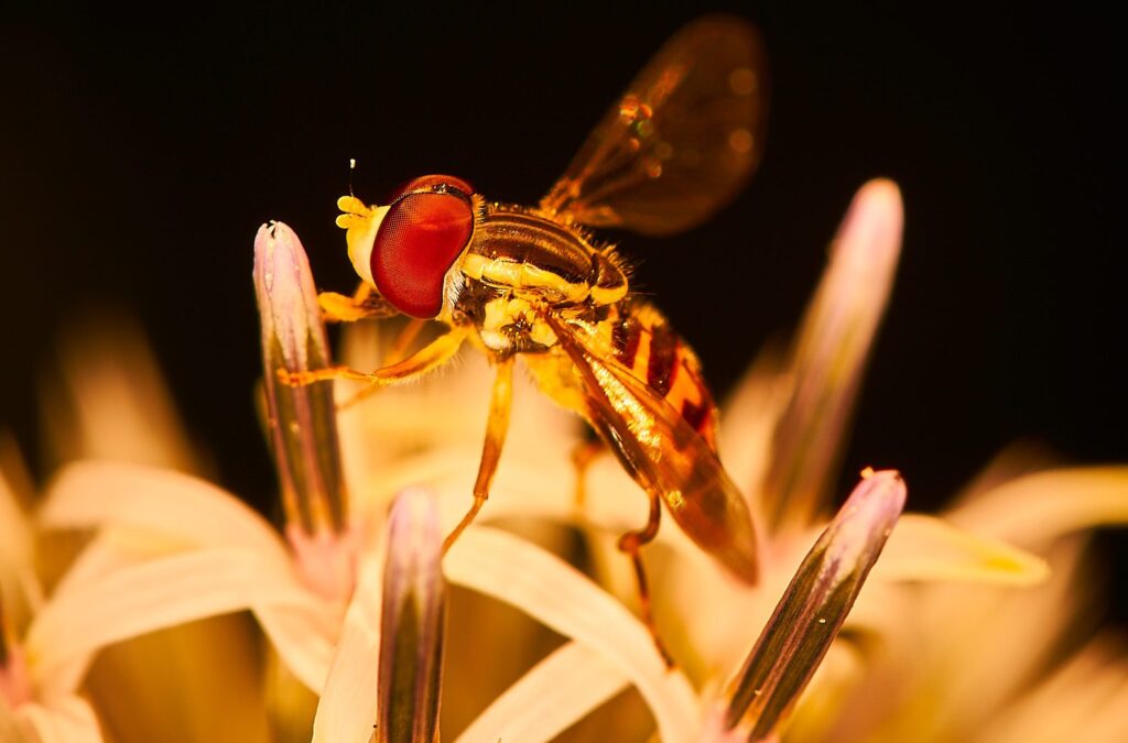 Hoverfly with red eyes on a pale flower