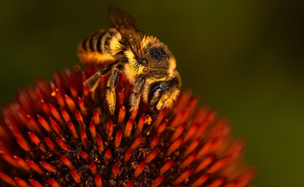 Bee on a red coneflower