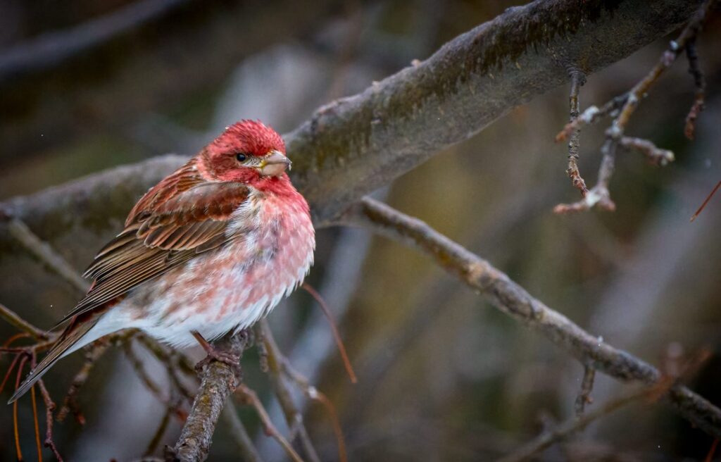 Purple finch