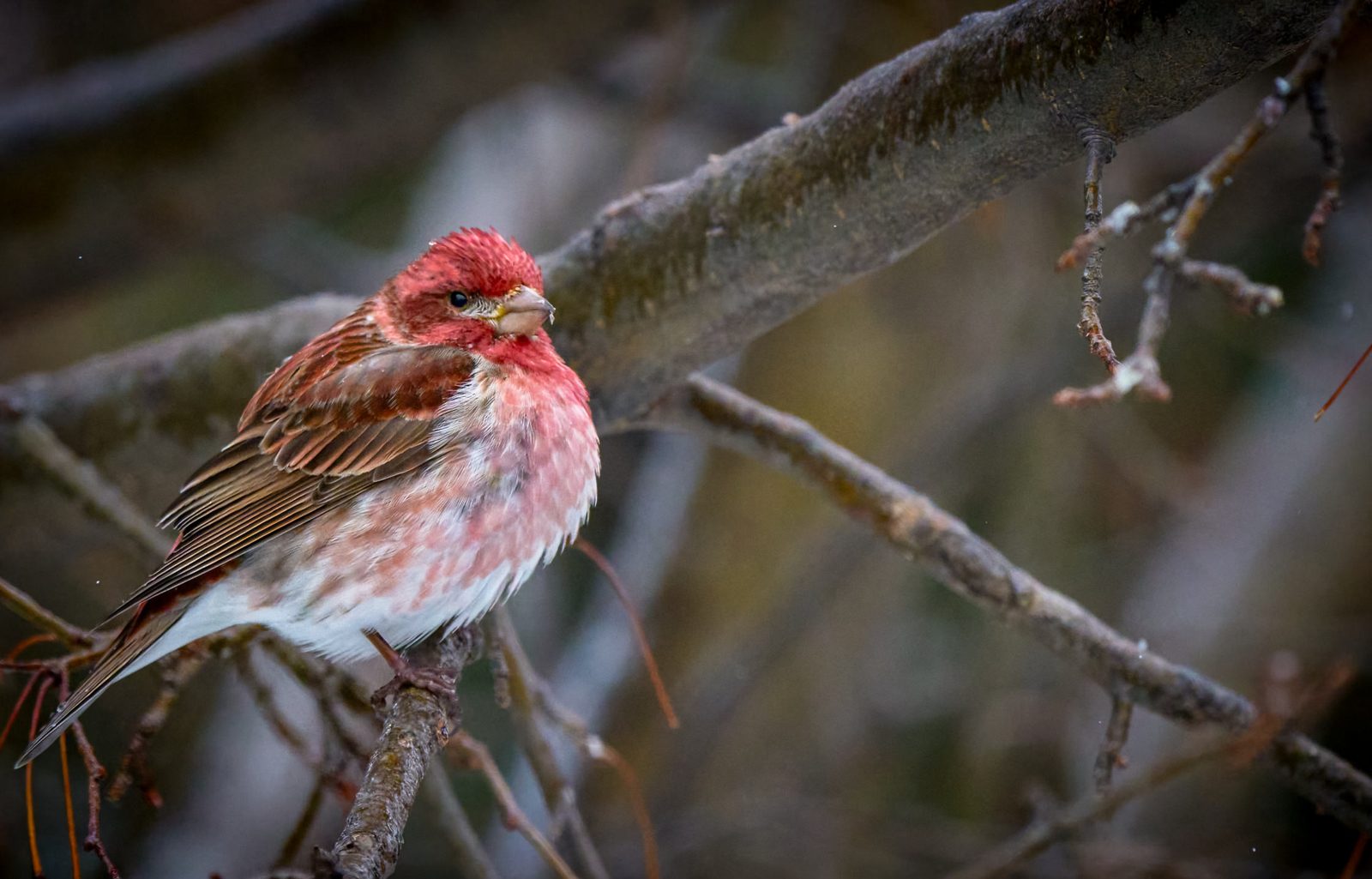 Purple finch photographed in Manitoba