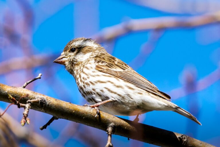Female purple finch perched on a branch