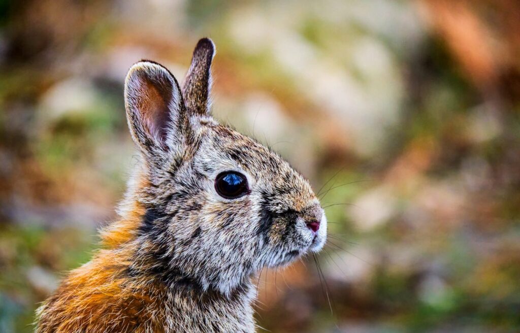 Cottontail rabbit