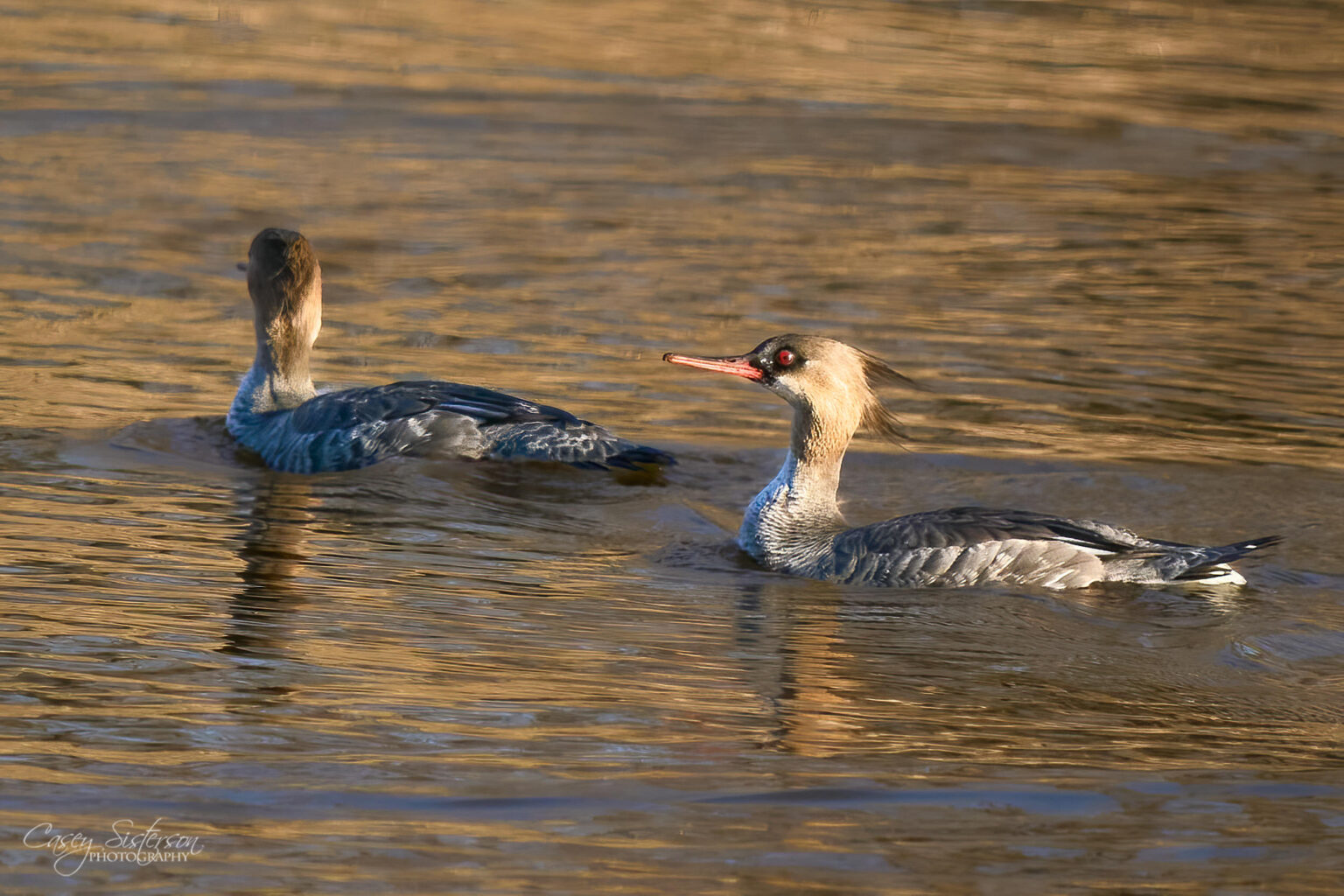 Red-breasted mergansers swimming on golden water