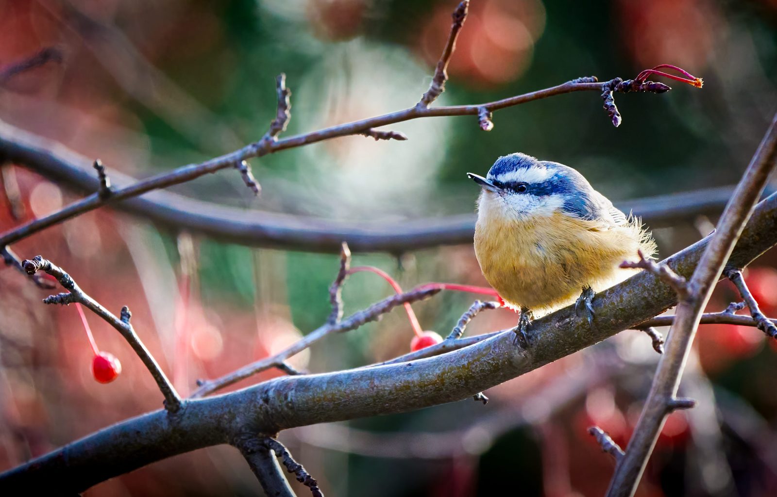 Red-breasted nuthatch photographed in Manitoba