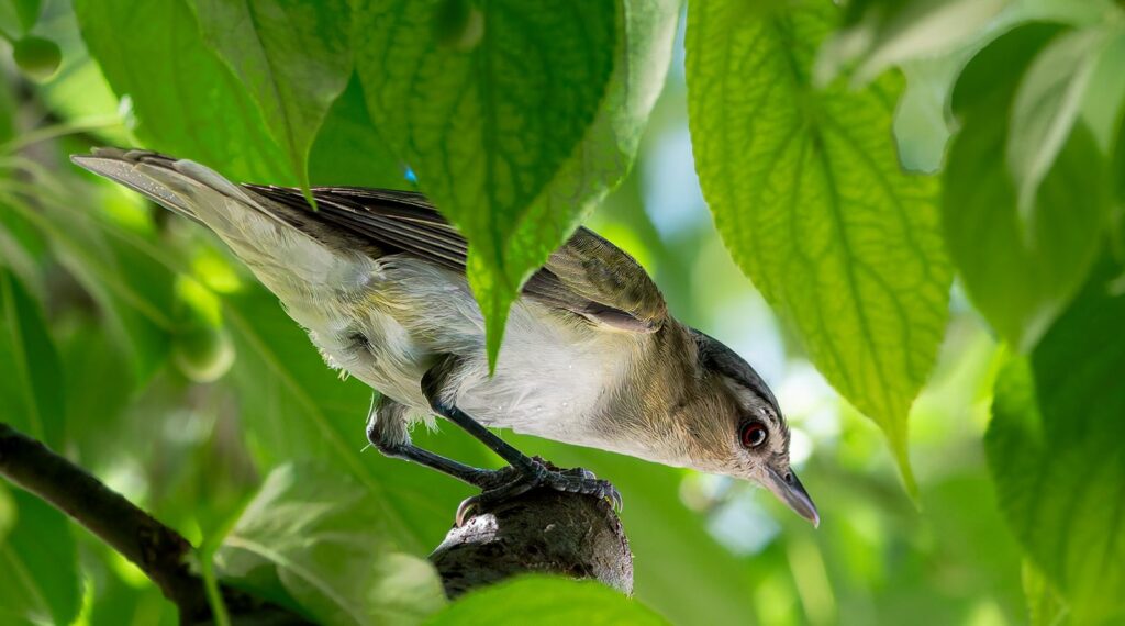 Red-eyed vireo