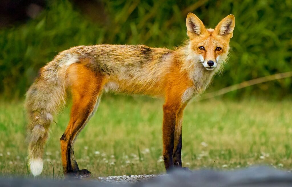 Red fox