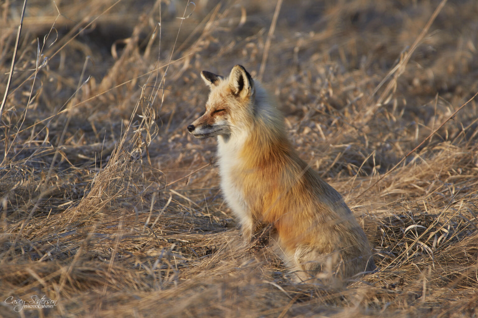 A red fox sitting in dry golden grass with its eyes closed in low sun
