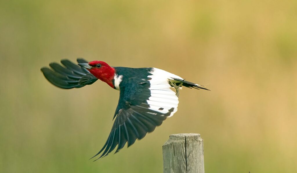 Red-headed woodpecker