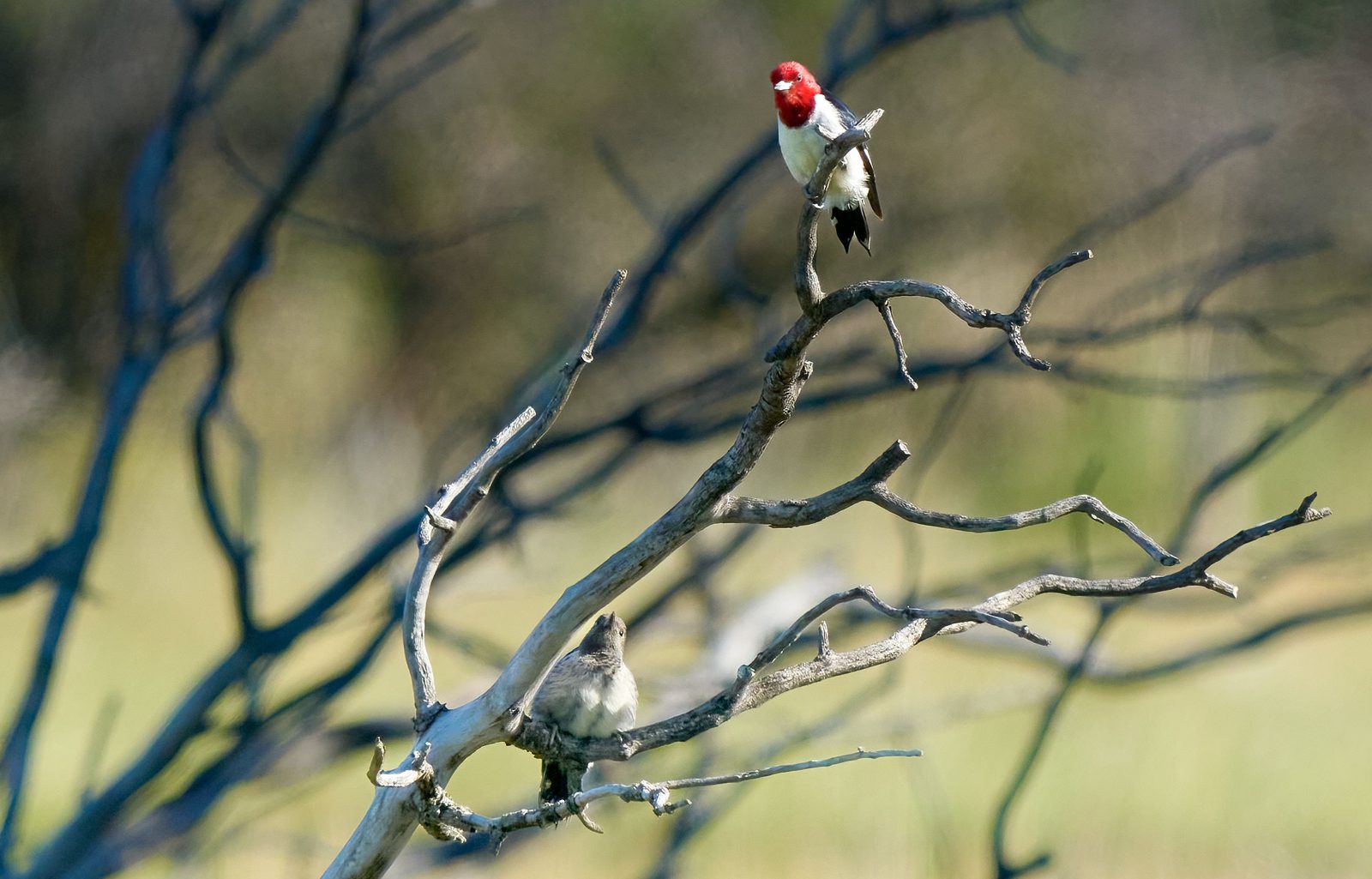 Red-headed woodpecker photographed in Manitoba, 1