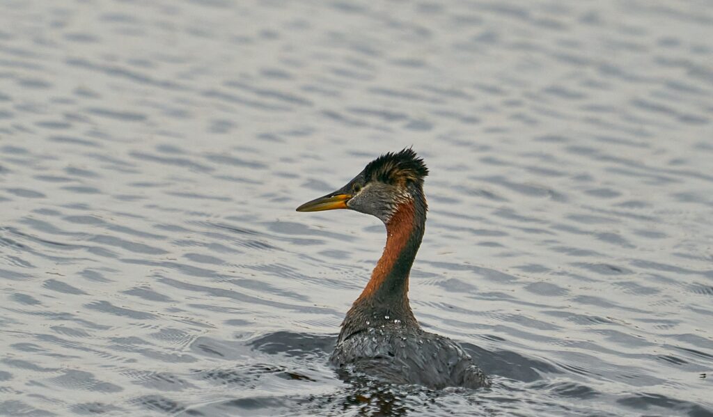 Red-necked grebe