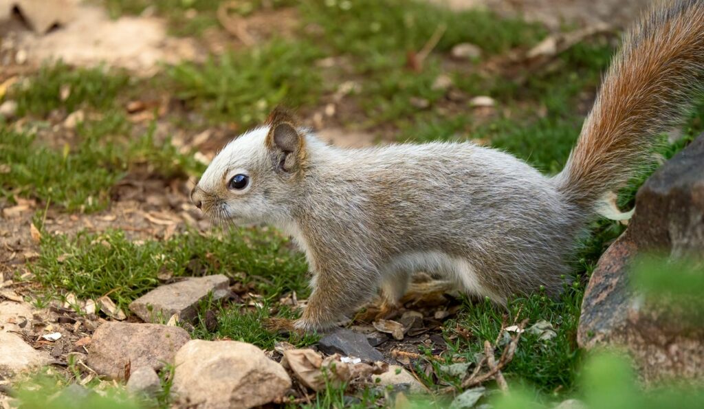 Red squirrel