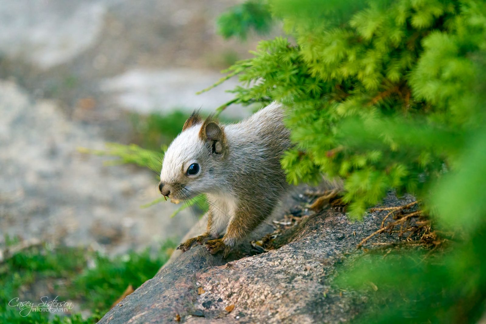 Red squirrel photographed in Manitoba, 1