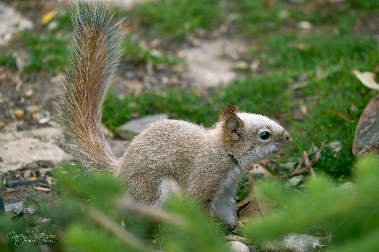 Red squirrel photographed in Manitoba, 3