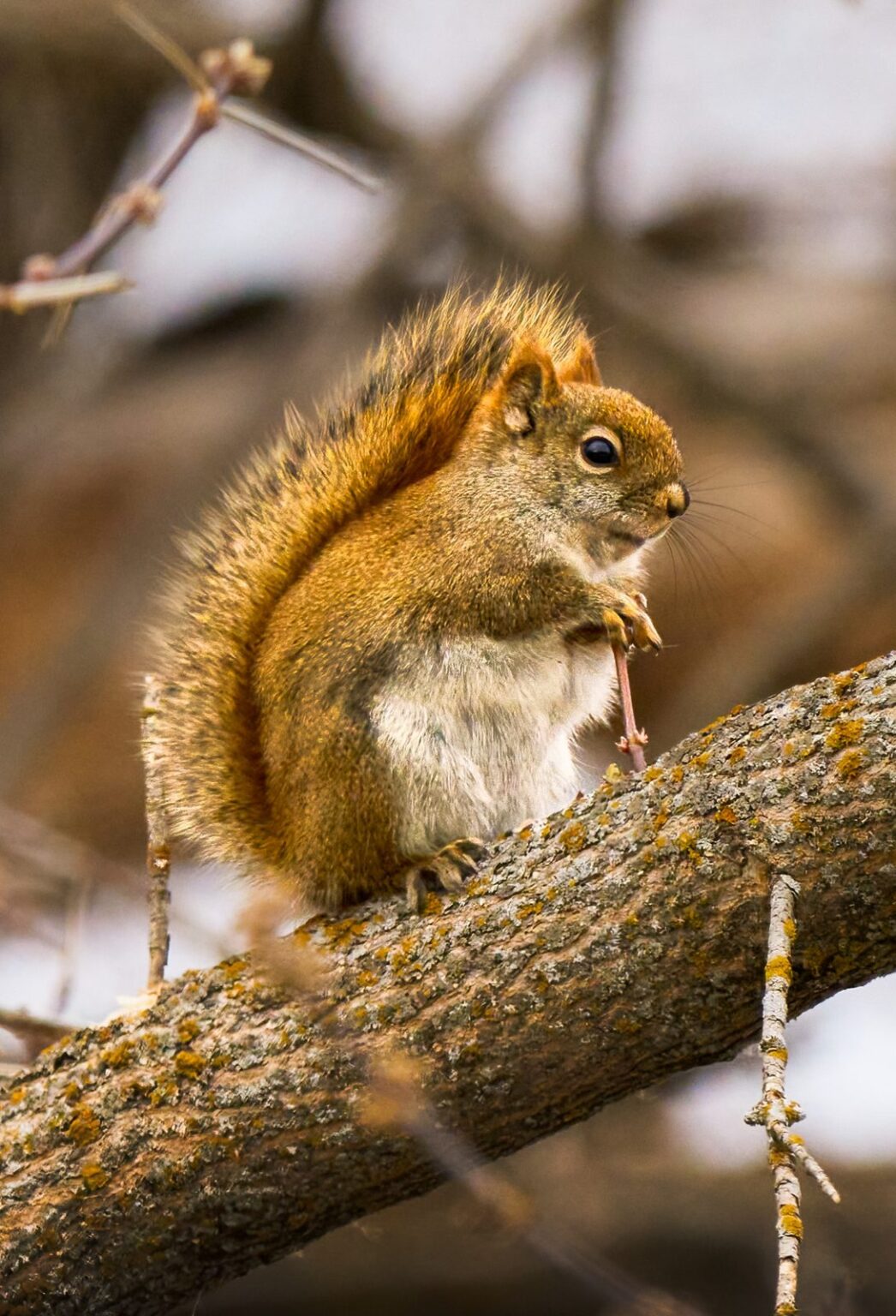 A red squirrel holding food on a lichen-covered branch