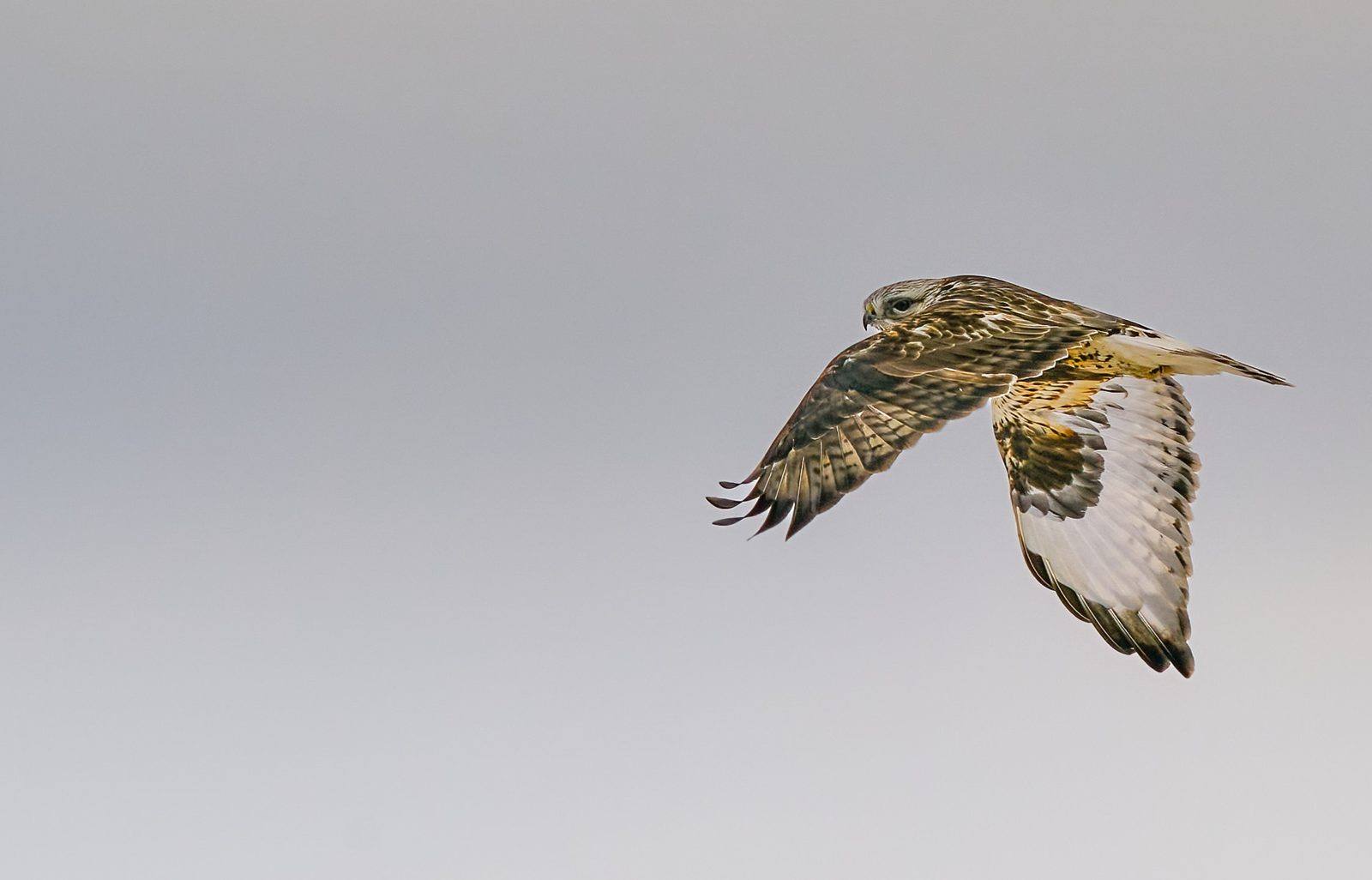 Hawk in flight against a soft grey sky, showing pale underwings with dark wrist patches