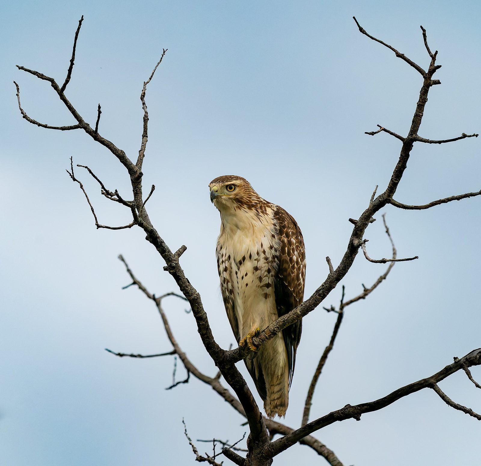 Red-tailed hawk photographed in Manitoba, 3