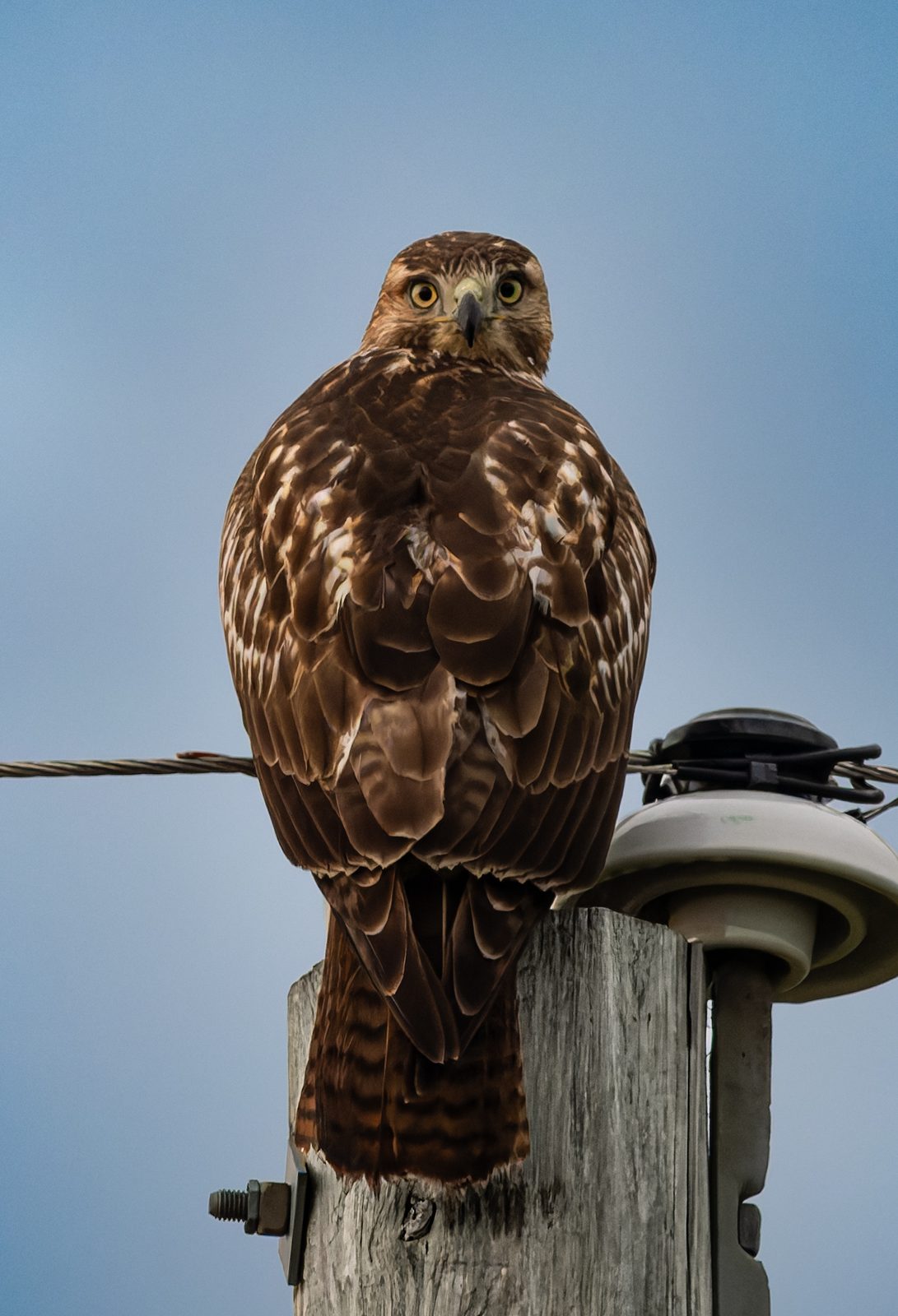 Red-tailed hawk photographed in Manitoba, 4