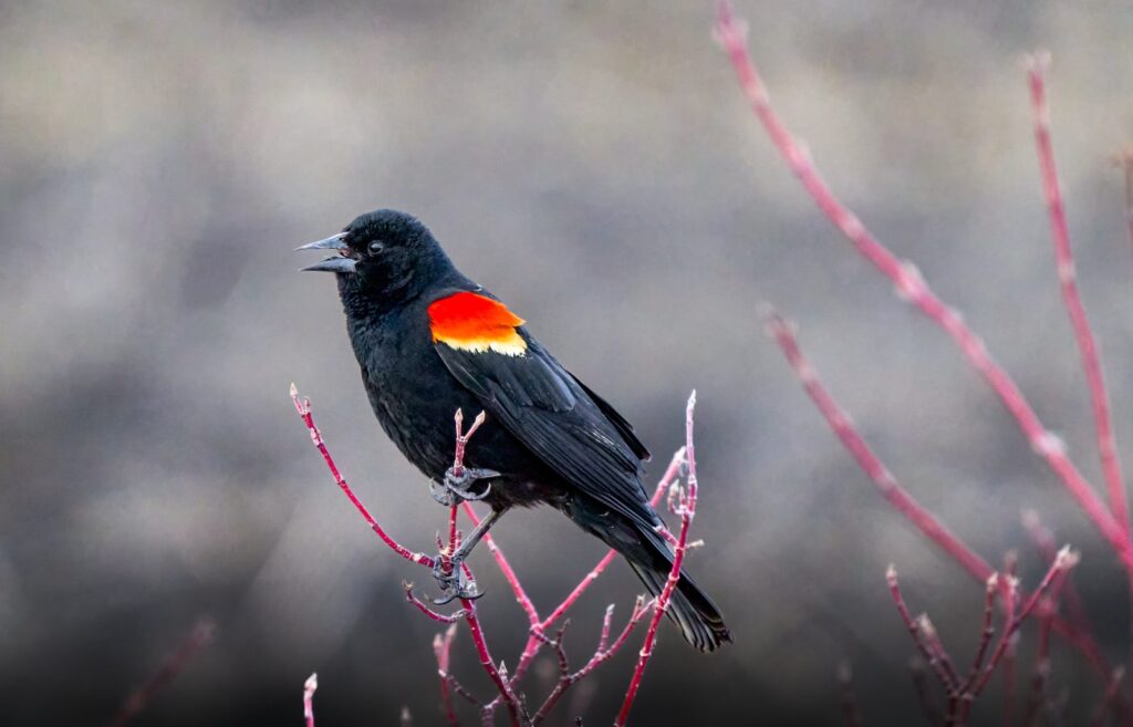 Red-winged blackbird