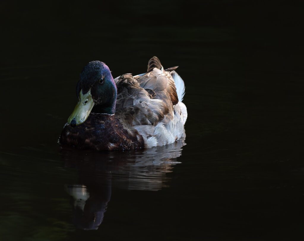 A mallard drake floating on still dark water with his reflection beneath him.
