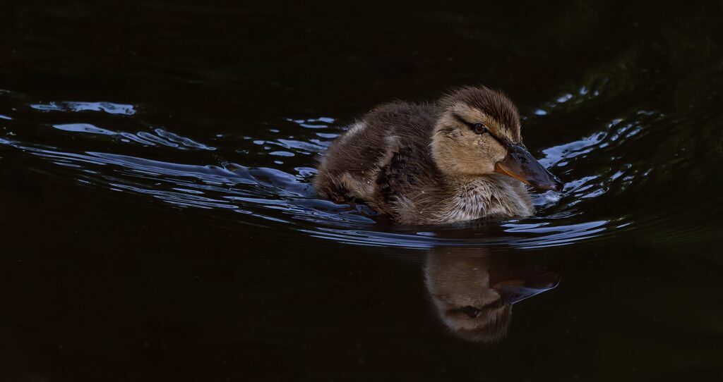 A mallard duckling swimming through dark rippled water with its reflection below.