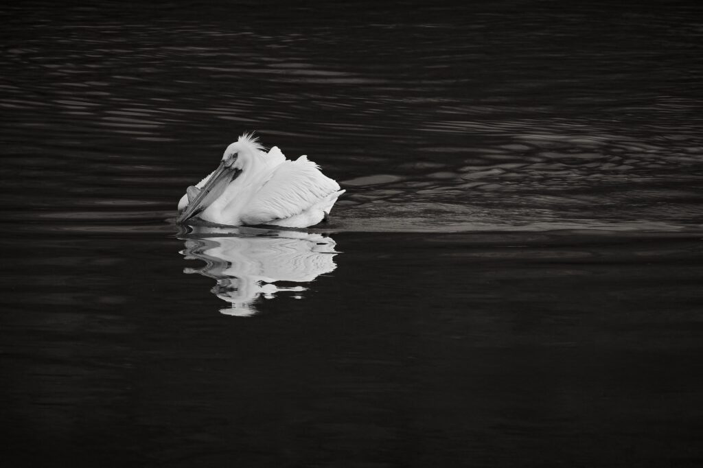 An American white pelican floating on dark water with its reflection, in black and white.