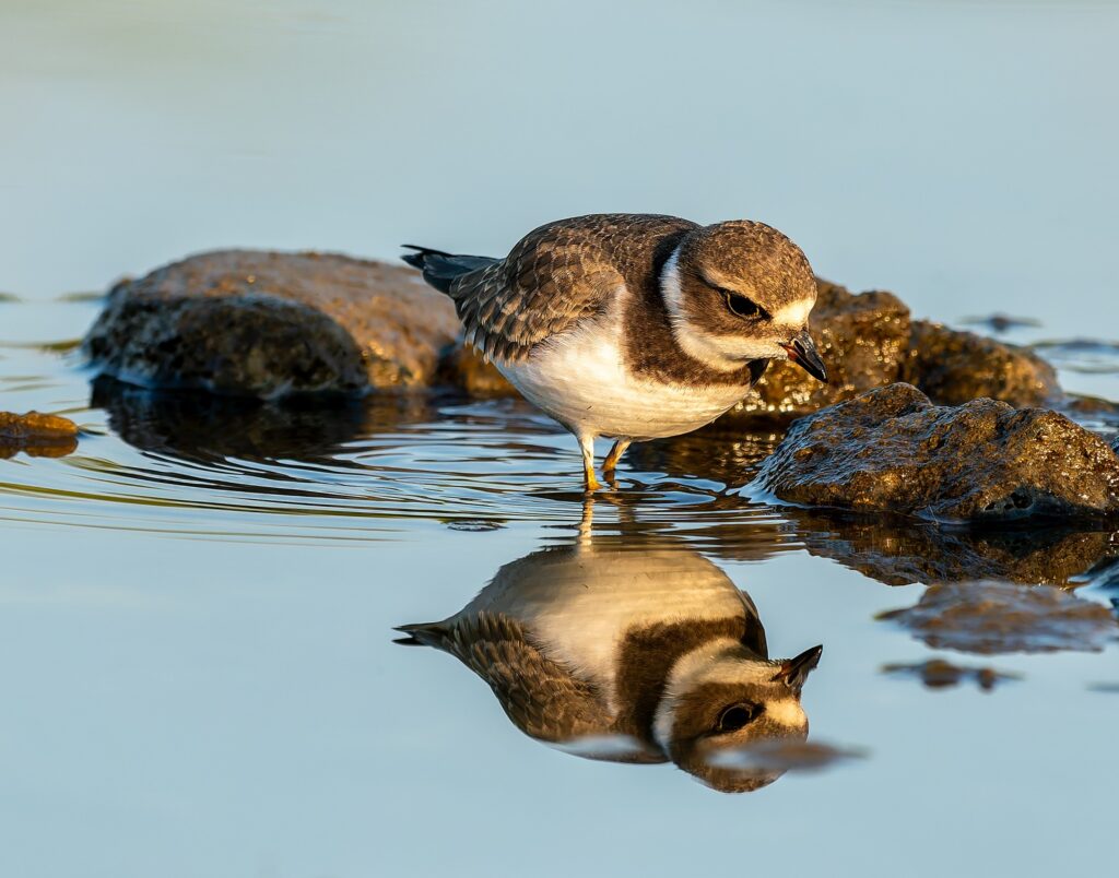 A semipalmated plover wading beside wet rocks with a sharp upside-down reflection in calm blue water. Bird reflections in Manitoba