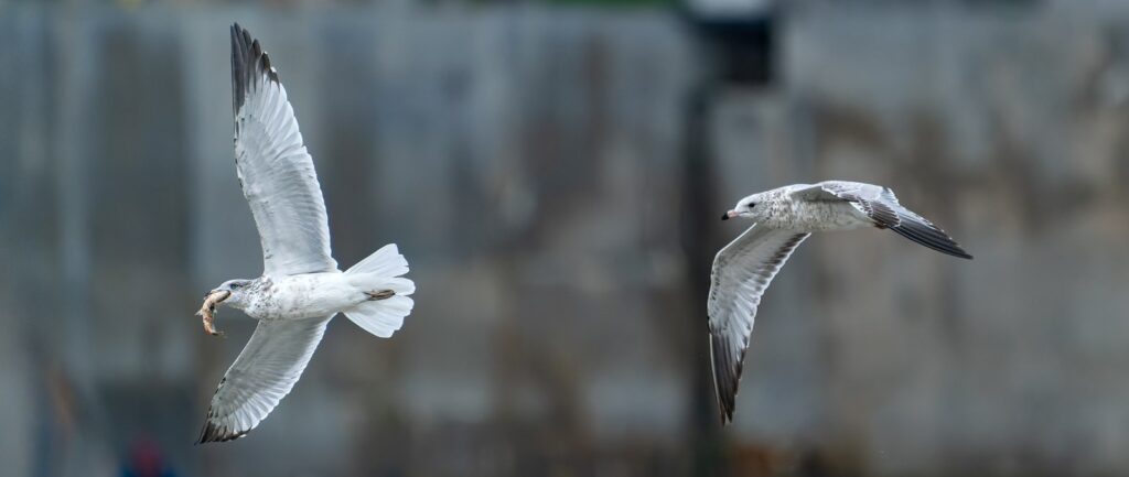 Ring-billed gull