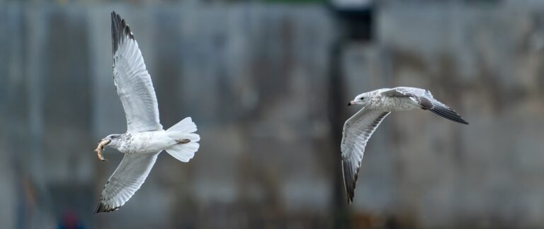 Two ring-billed gulls in flight, one carrying a fish in its bill, over a blurred grey background, Manitoba