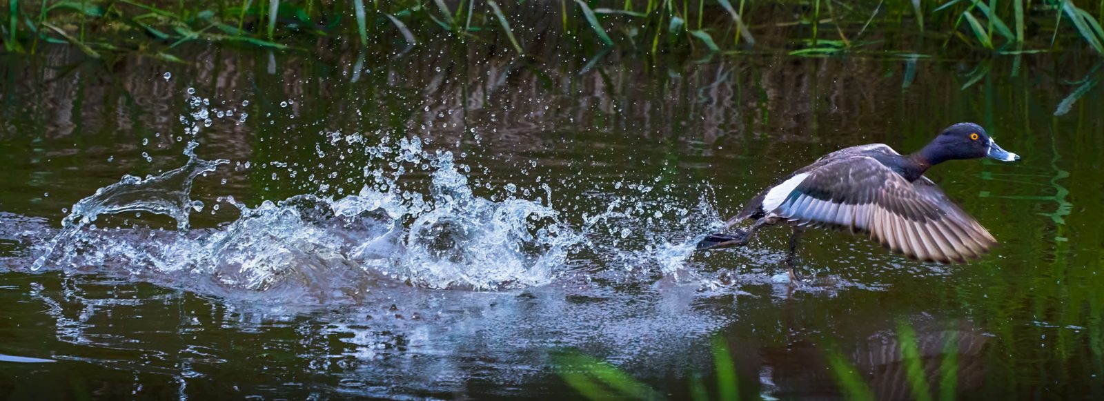 Ring-necked duck photographed in Manitoba