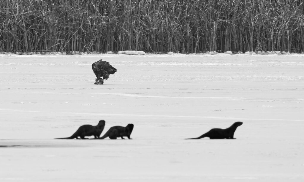 River otter
