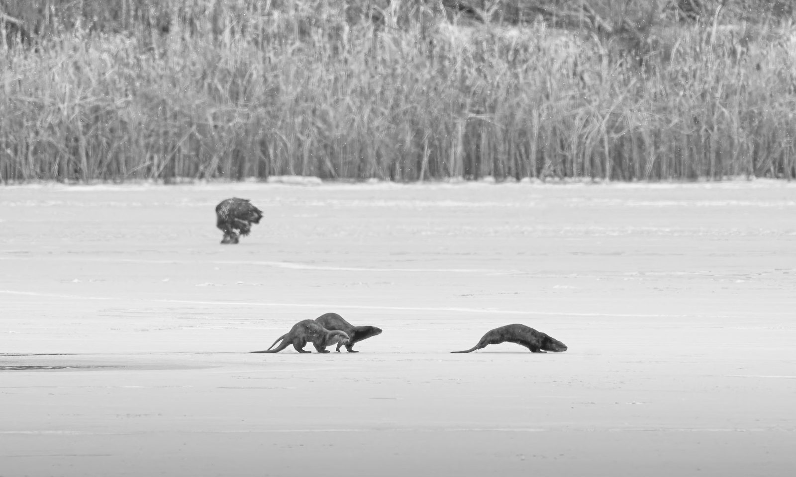 Black and white photograph of river otters moving across frozen ice with a bald eagle standing nearby and reeds along the shore
