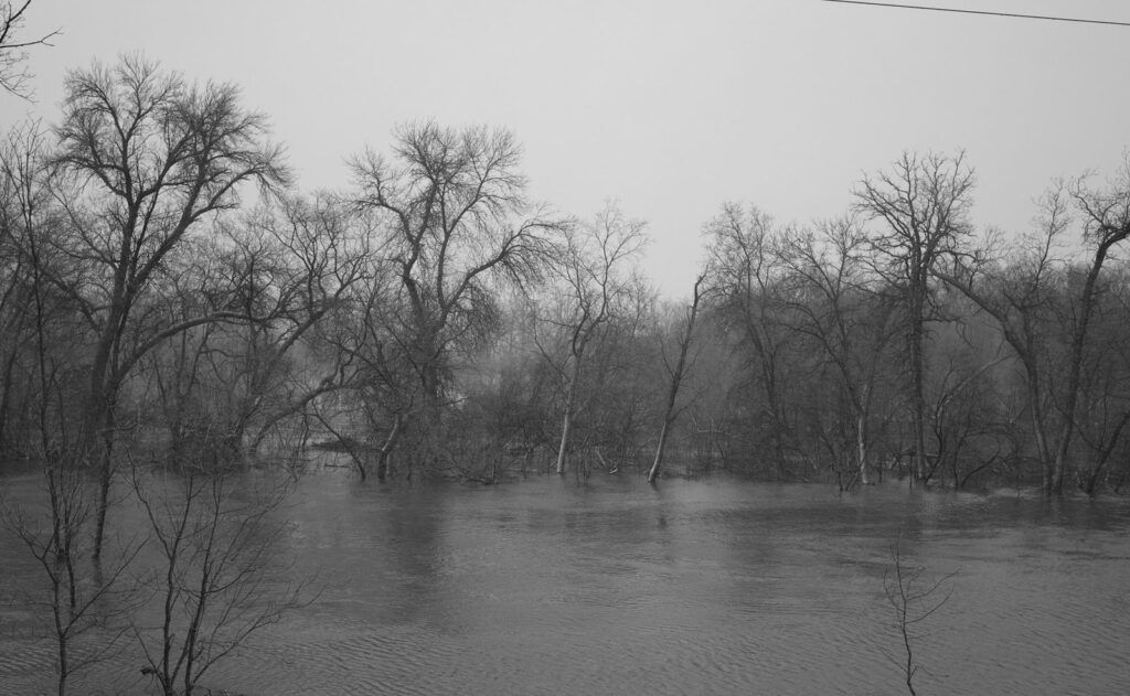 Flooded river trees in spring, in black and white