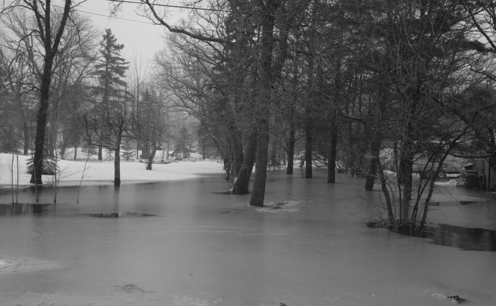 Flooded park trees standing in spring meltwater, in black and white