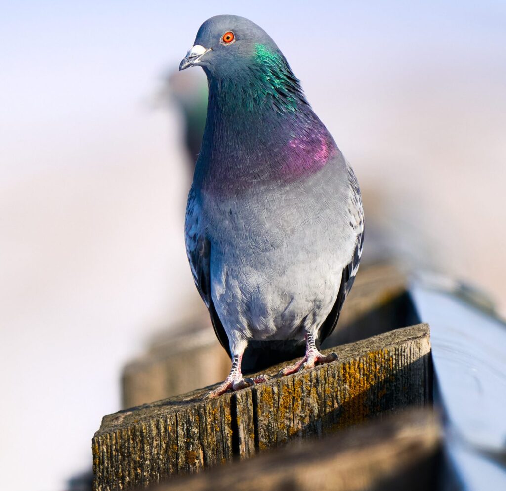 Rock pigeon