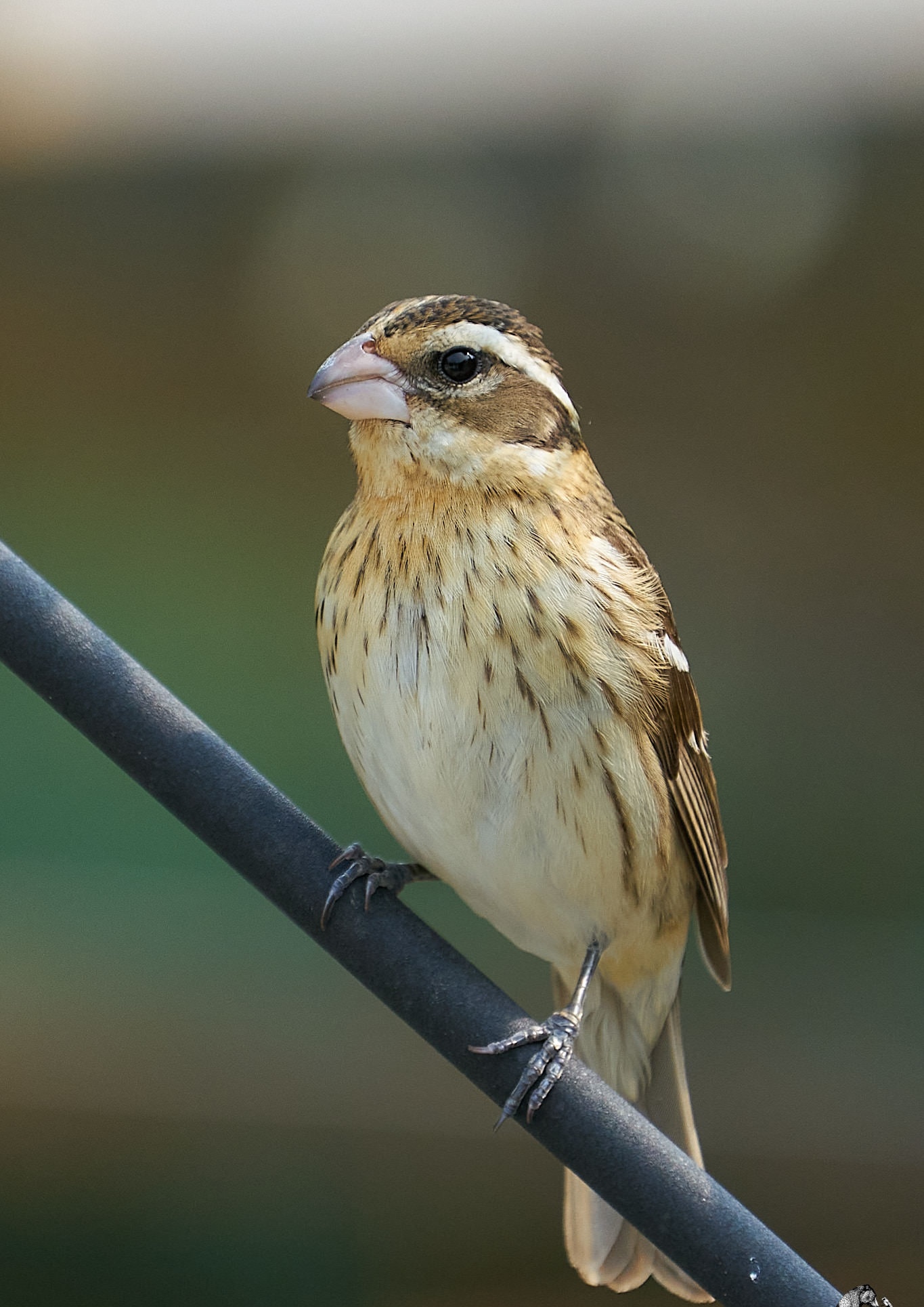 Female rose-breasted grosbeak perched on a dark rail with a heavy pale bill and streaked buff breast, Manitoba
