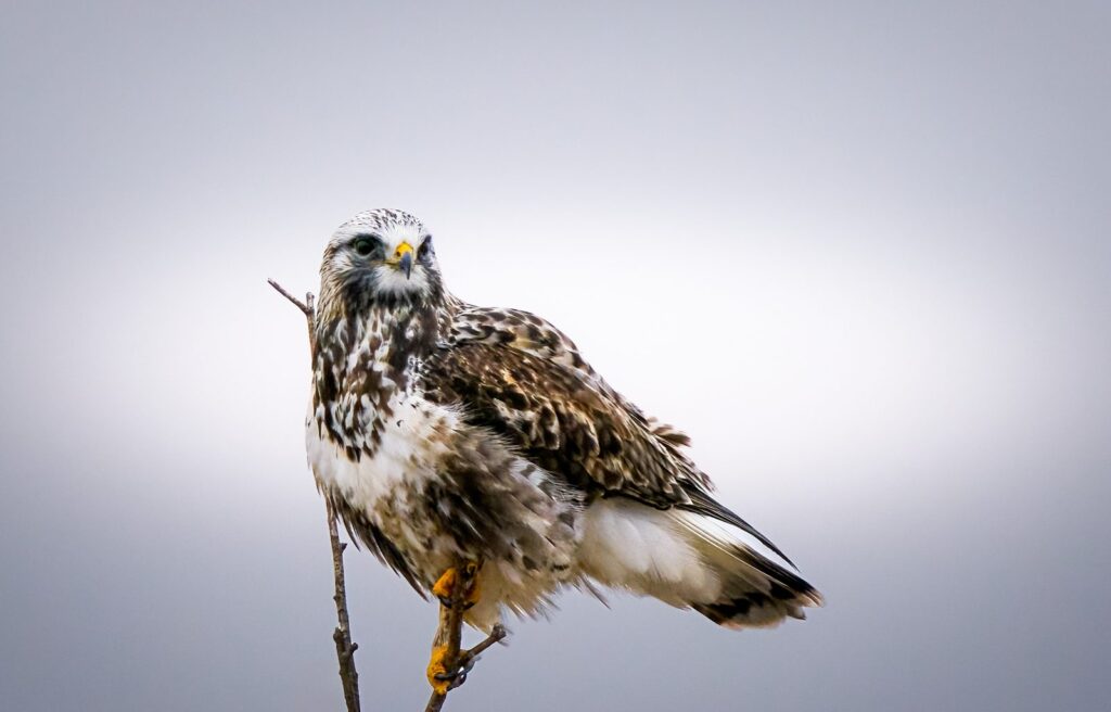 Rough-legged hawk