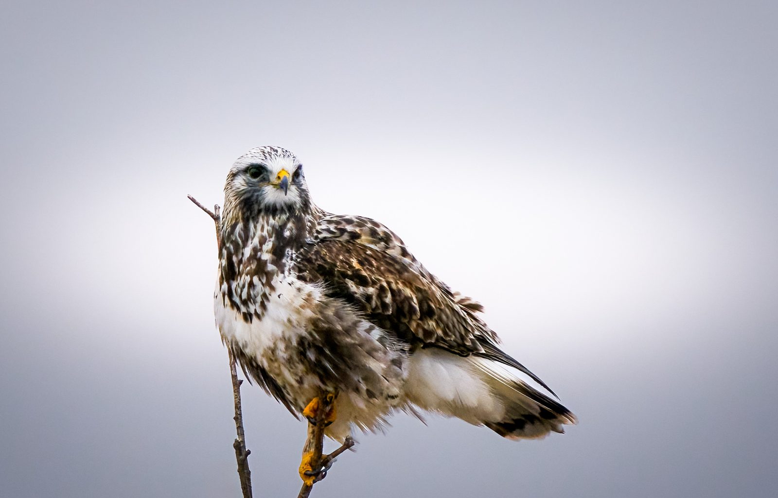 Rough-legged hawk photographed in Manitoba