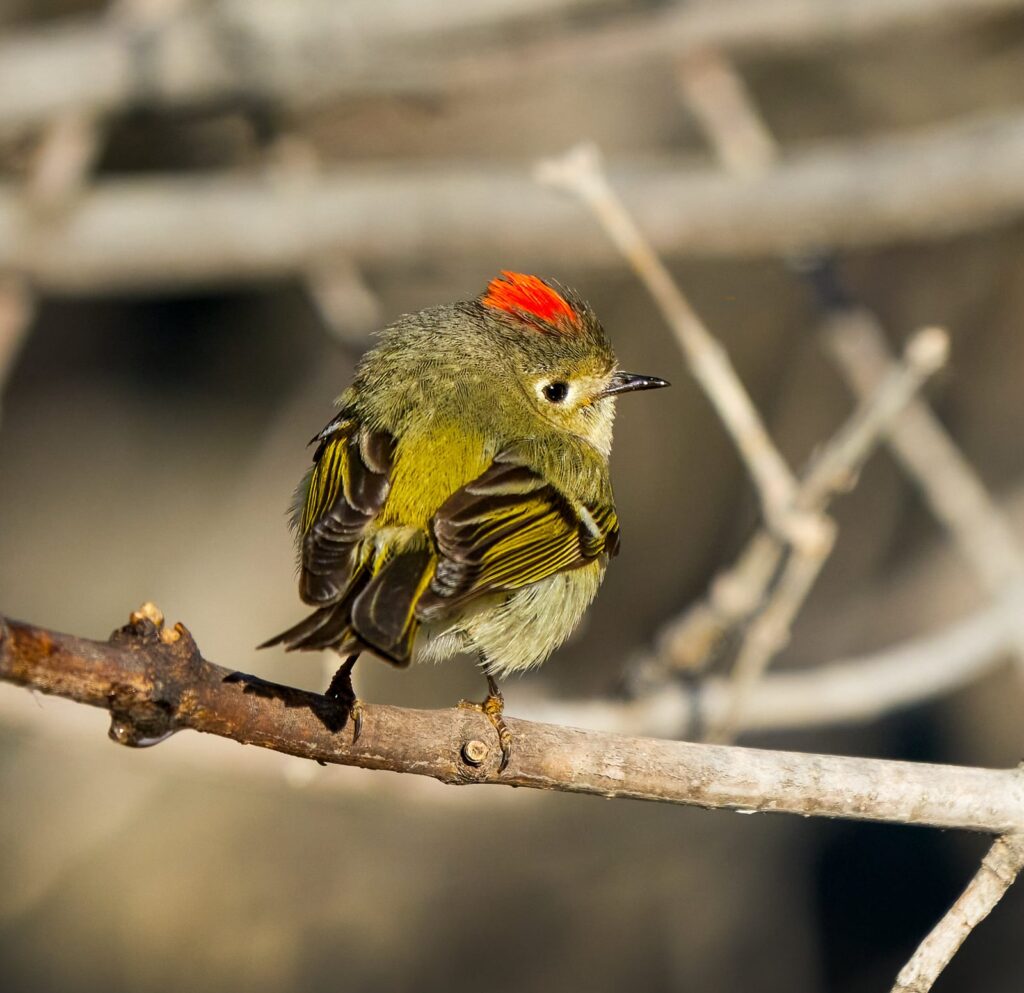Ruby-crowned kinglet